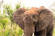 034-Chobe2ndDrive