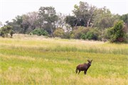 005-Okavango-1stDrive