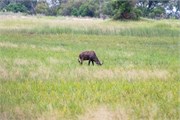 006-Okavango-1stDrive
