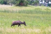 007-Okavango-1stDrive