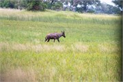 008-Okavango-1stDrive