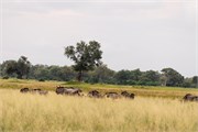 013-Okavango-1stDrive