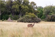 016-Okavango-1stDrive