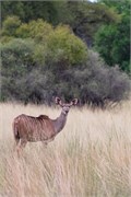 017-Okavango-1stDrive