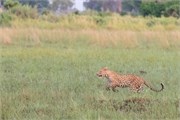 002-Okavango-2ndDrive