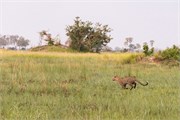 006-Okavango-2ndDrive
