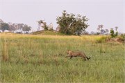 007-Okavango-2ndDrive