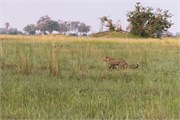 008-Okavango-2ndDrive