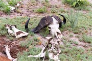 009-Okavango-2ndDrive