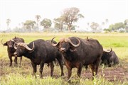 012-Okavango-2ndDrive