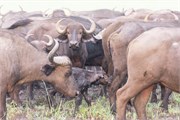 015-Okavango-2ndDrive