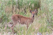 019-Okavango-2ndDrive