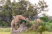 020-Okavango-2ndDrive