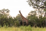 022-Okavango-2ndDrive