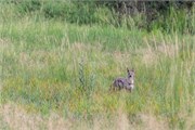 030-Okavango-2ndDrive