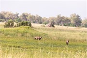 031-Okavango-2ndDrive
