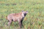 034-Okavango-2ndDrive