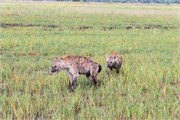 035-Okavango-2ndDrive
