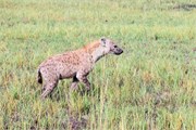 036-Okavango-2ndDrive