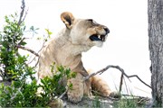 055-Okavango-2ndDrive