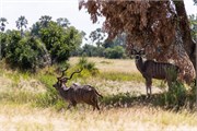 057-Okavango-2ndDrive