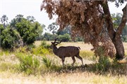 058-Okavango-2ndDrive