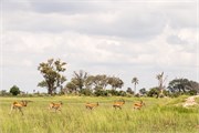 068-Okavango-2ndDrive