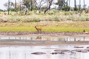 071-Okavango-2ndDrive