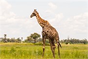 081-Okavango-2ndDrive