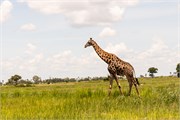 082-Okavango-2ndDrive