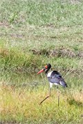 088-Okavango-2ndDrive