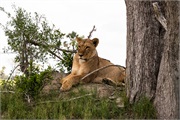 004-Okavango-2ndDriveLions