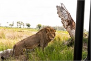 011-Okavango-2ndDriveLions