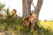 018-Okavango-2ndDriveLions