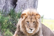 021-Okavango-2ndDriveLions