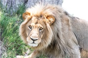 023-Okavango-2ndDriveLions