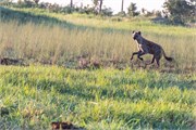 005-OkavangoDelta4