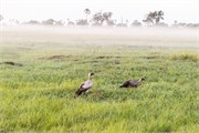 008-OkavangoDelta4
