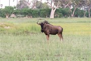 009-OkavangoDelta4