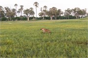 011-OkavangoDelta4