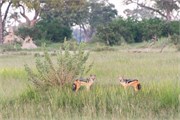 012-OkavangoDelta4