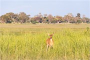 015-OkavangoDelta4
