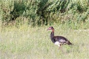 031-OkavangoDelta4