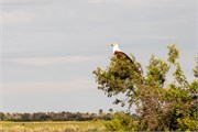 035-OkavangoDelta4