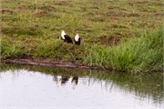 044-OkavangoDelta4