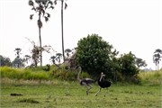 051-OkavangoDelta4