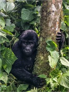 048-045-Bwindi
