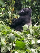 050-059-Bwindi