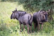 055-016-KrugerOrpenGate