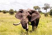 057-040-KrugerOrpenGate